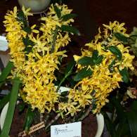 Click to see large image: Dendrobium nobile var. unicum