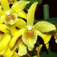 Click to see large image: Dendrobium nobile var. unicum