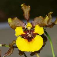 Click to see large image: Oncidium eurycline