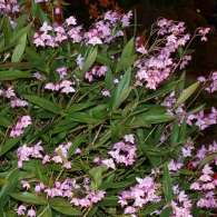 Click to see large image: Dendrobium kingianum