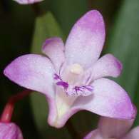 Click to see large image: Dendrobium kingianum