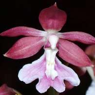 Click to see large image: Calanthe Kozu