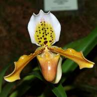 Click to see large image: Paphiopedilum exul