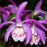 Click to see large image: Pleione x barbarae