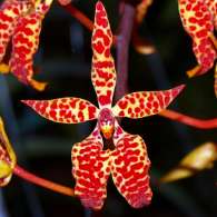 Click to see large image: Renanthera monachica
