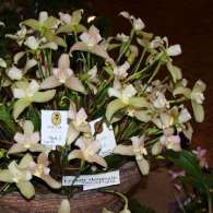 Click to see large image: Lycaste skinnerii x macrophylla