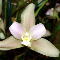 Click to see large image: Lycaste skinnerii x macrophylla