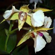 Click to see large image: Dendrobium eximium