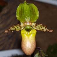 Click to see large image: Paphiopedilum primulinum var. purpurascens