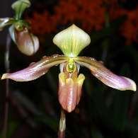 Click to see large image: Paphiopedilum mohrianum