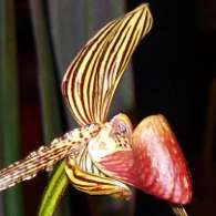 Click to see large image: Paphiopedilum rothschildianum