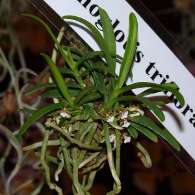 Click to see large image: Trichoglottis triflora