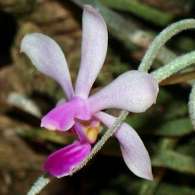 Click to see large image: Phalaenopsis wilsonii