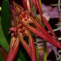 Click to see large image: Bulbophyllum wendlandianum