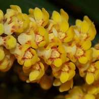 Click to see large image: Pomatocalpe spicata