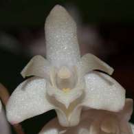 Click to see large image: Dendrobium delicatulum