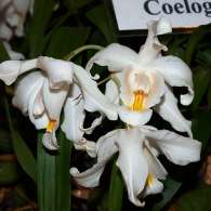 Click to see large image: Coelogyne cristata