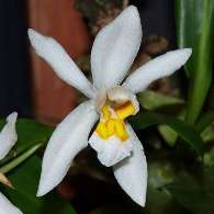 Click to see large image: Coelogyne nitida