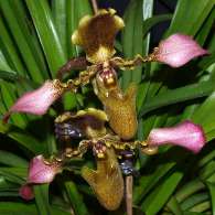 Click to see large image: Paphiopedilum hirsutissimum