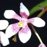 Click to see large image: Sarcochilus fitzgeraldii