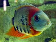 Click to see large image: Redheaded Severum