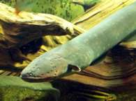 Click to see large image: Electric Eel