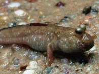 Click to see large image: Pearses Mudskipper