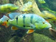 Click to see large image: Peacock Cichlid
