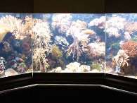 Click to see large image: Saltwater aquarium
