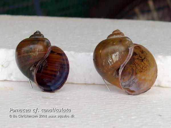 Image: Pomacea cf. canaliculata - Apple snail shells. Brown and yellow.