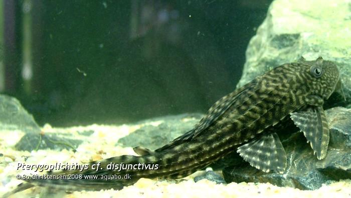 Image: Pterygoplichthys cf. disjunctivus - Caught in Phitsanulok, Thailand.