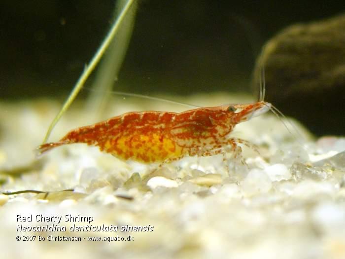 Image: Neocaridina denticulata sinensis "Red" - Two days after mating. She is still holding on to the eggs.