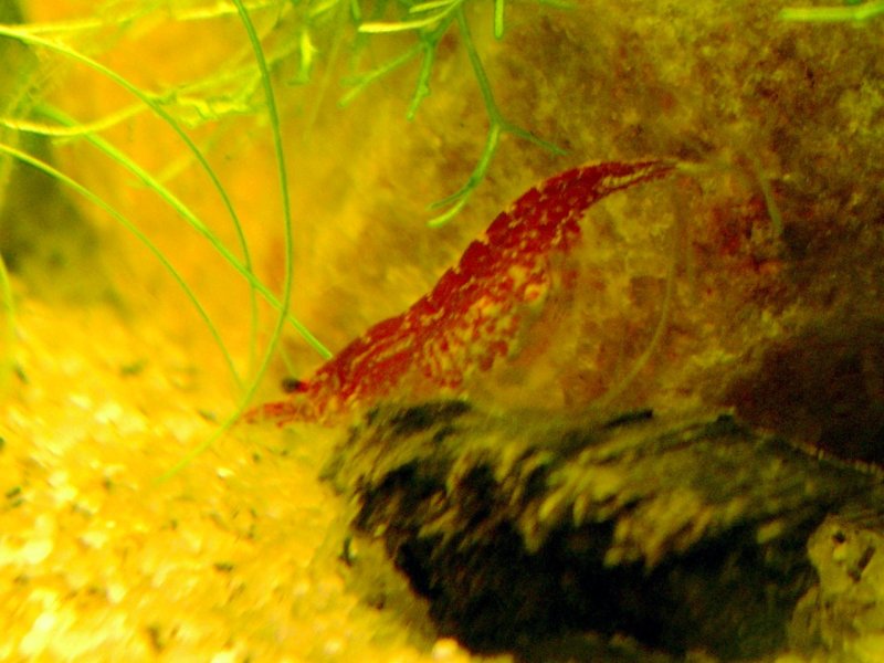 Image: Neocaridina denticulata sinensis "Red" - Female carrying unfertilized eggs. Only females and 13 days old males stay in the tank.