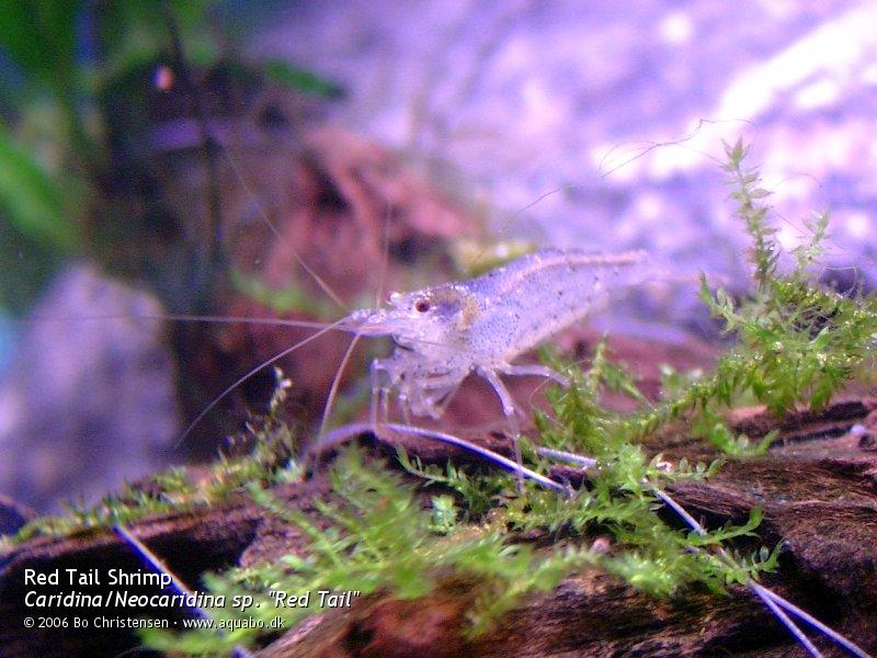 Image: Caridina sp. "Red Tail" - Male. One of three males with blue pigmentation.