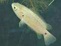 Anabas testudineus, Climbing perch