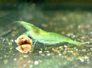 Caridina cf. babaulti, Green Shrimp