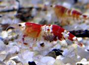 Caridina sp. "Crystal Red", Crystal Red Shrimp, CRS