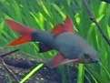 Epalzeorhynchos frenatum, Rainbow sharkminnow
