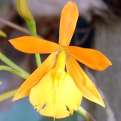 Epidendrum NoID "Yellow"