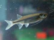 Esomus metallicus