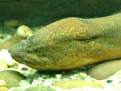Monopterus albus, Swamp eel, Rice eel, Lai