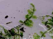Mosses