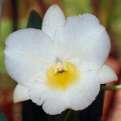 Orchid NoID 01C