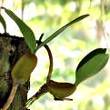 Bulbophyllum blepharistes, Fringed Bulbophyllum