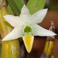 Dendrobium scabrilingue, The Rough-Lipped Dendrobium