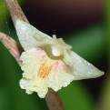 Dendrobium spatella, The Spatula Shaped Dendrobium