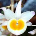 Dendrobium gratiosissimum, The Very Graceful Dendrobium