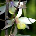 Dendrobium aphyllum, The Hooded Dendrobium