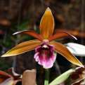 Phaius tankervilleae, Nun’s Orchid