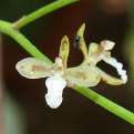 Acriopsis indica, The Indian Acriopsis